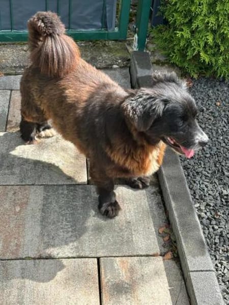 Chicco - freundlich, lieb,aufgeschlossen