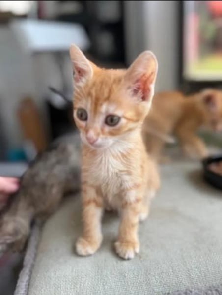 Pumpkin und Ginger suchen ihre Familie