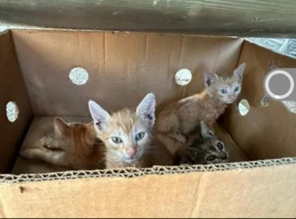 Pumpkin und Ginger suchen ihre Familie