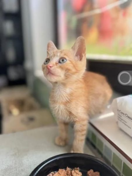Pumpkin und Ginger suchen ihre Familie