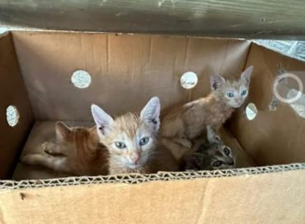 Musette & Amber suchen ihre Familie
