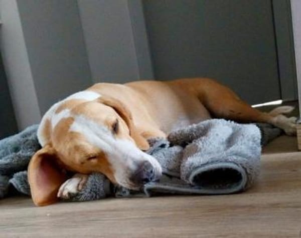 Toni - auf Pflegestelle in 47652 Weeze