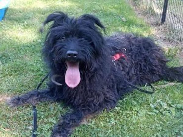 BOBBY sucht Zuhause