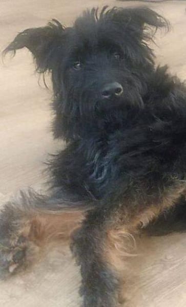 BOBBY sucht Zuhause