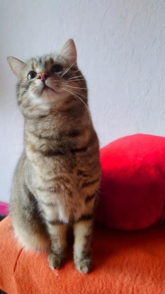 MIA  SUCHT TRAUMZUHAUSE