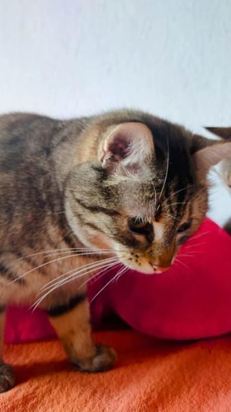 MIA  SUCHT TRAUMZUHAUSE
