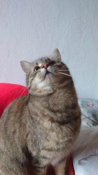 MIA  SUCHT TRAUMZUHAUSE