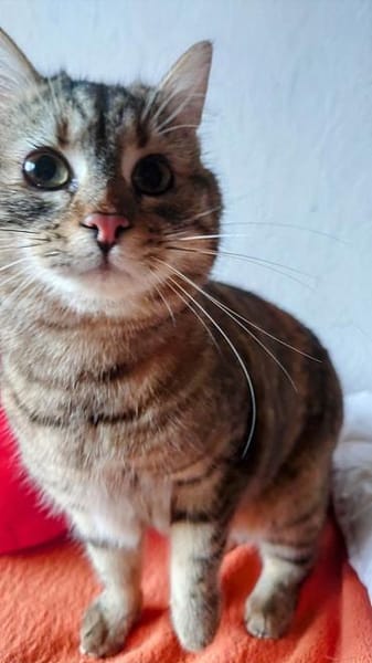 MIA  SUCHT TRAUMZUHAUSE