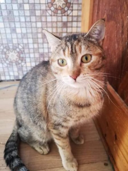 SCHMUSEKATZE OLIMBA