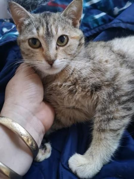 SCHMUSEKATZE OLIMBA