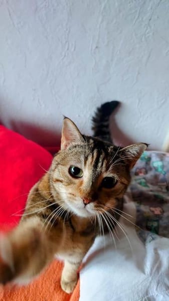 SCHMUSEKATZE OLIMBA