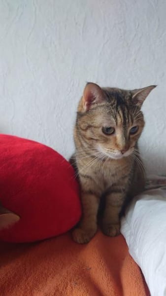 SCHMUSEKATZE OLIMBA