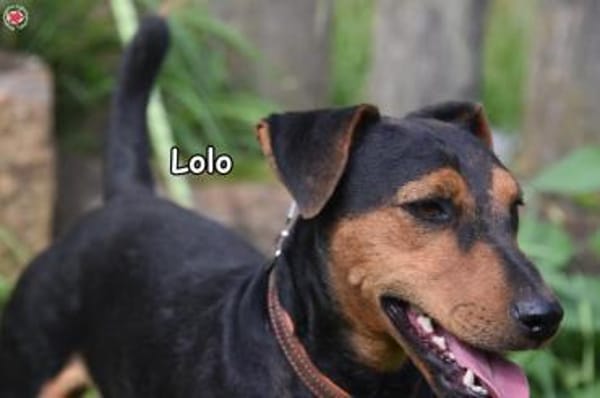 LOLO