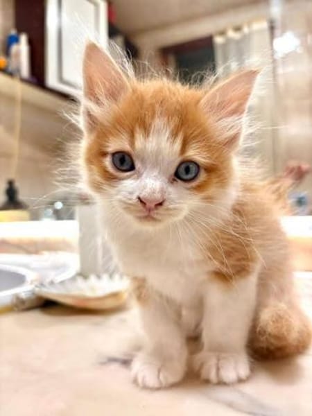 Süßer, junger Kater Simba