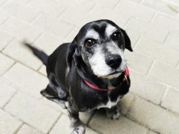 Dita, super brave Seniorin