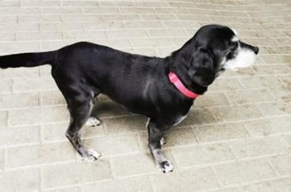 Dita, super brave Seniorin