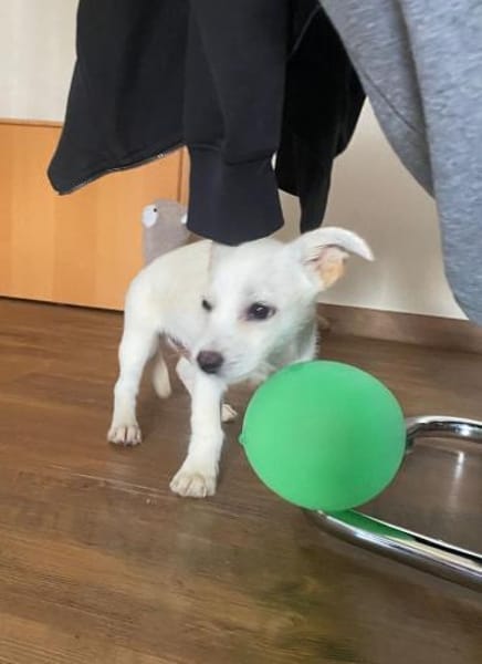 Snoopy wartet in 97529 Sulzheim
