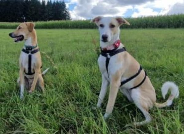 Sanfte, treue Honey sucht ihre Familie