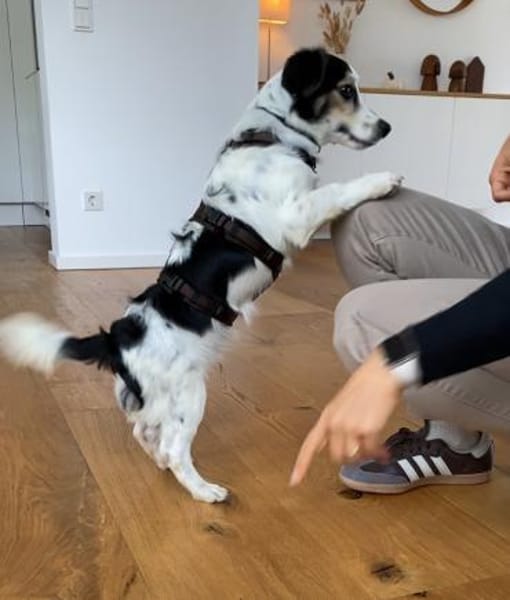 Kleiner Jaro sucht ein Körbchen