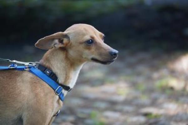 Papaya - Zuhause gesucht