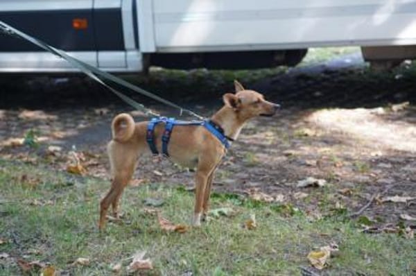 Papaya - Zuhause gesucht