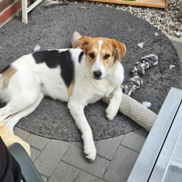 Lilly - Körbchen auf Lebenszeit gesucht
