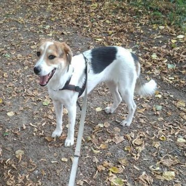 Lilly - Körbchen auf Lebenszeit gesucht