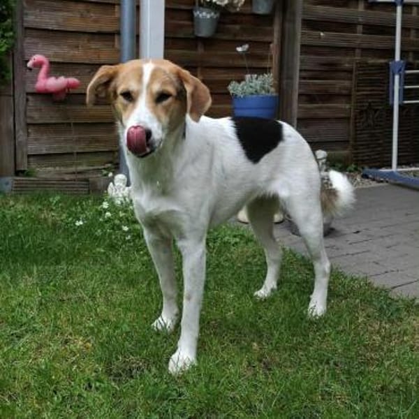 Lilly - Körbchen auf Lebenszeit gesucht