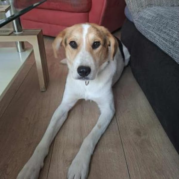 Lilly - Körbchen auf Lebenszeit gesucht