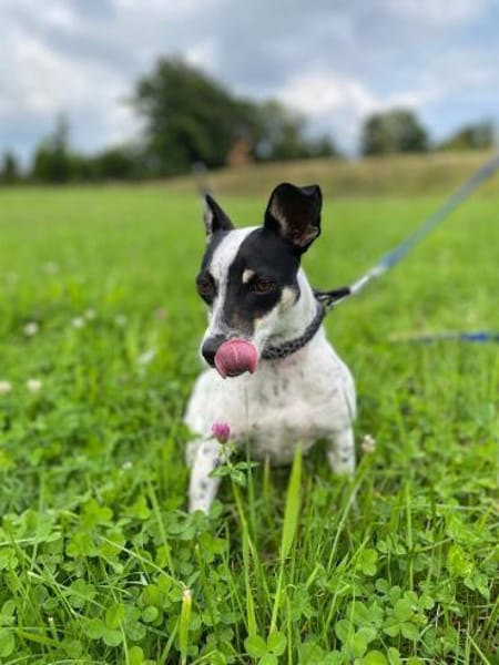Cindy - Zuhause gesucht