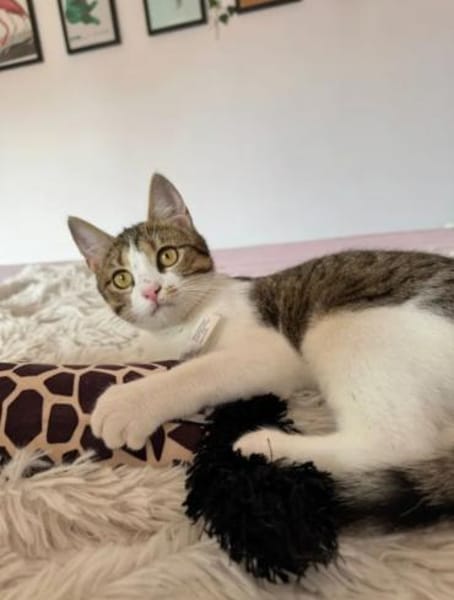 Lexi Quasselstrippe sucht ihre Familie
