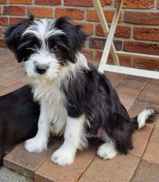 MOLLY sucht liebevolle Familie