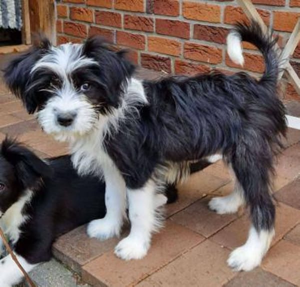 MOLLY sucht liebevolle Familie