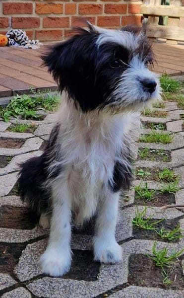 MOLLY sucht liebevolle Familie