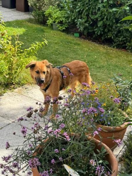 Sissy, verschmust und wundervoll