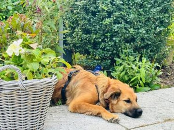 Sissy, verschmust und wundervoll
