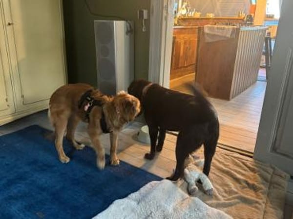 Sissy, verschmust und wundervoll