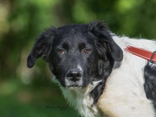 Möchten Sie Peppe adoptieren?