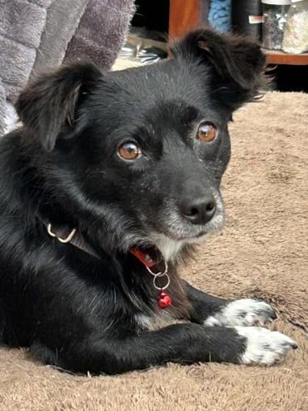 Adria - 5 Kilo, ein Bürohund gewesen