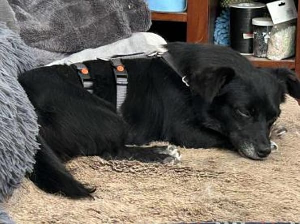 Adria - 5 Kilo, ein Bürohund gewesen