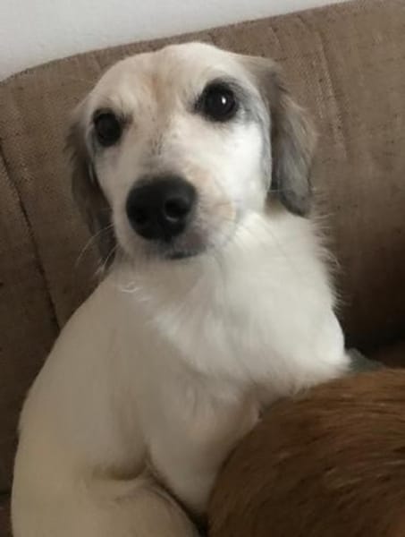 Cayla, geb. ca 05/2024, 54647 Dudeldorf