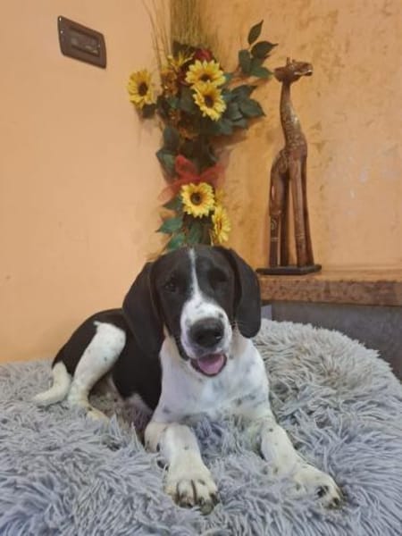 LIBY ein hübsches Hundemädchen