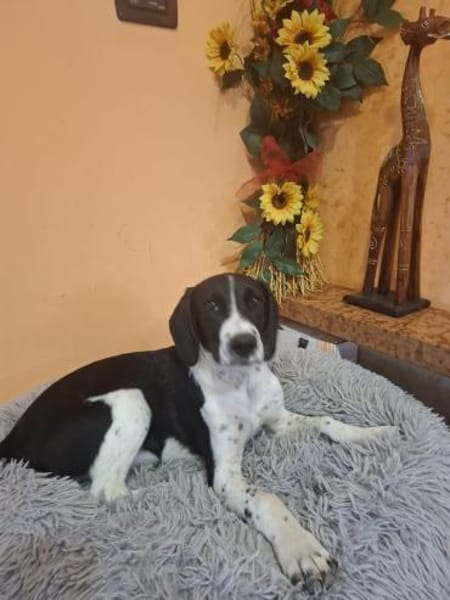 LIBY ein hübsches Hundemädchen