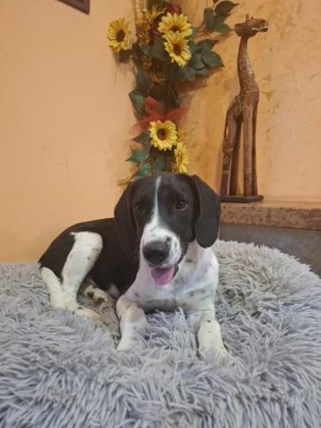 LIBY ein hübsches Hundemädchen