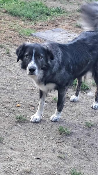 Anima, freundliches Hundefräulein
