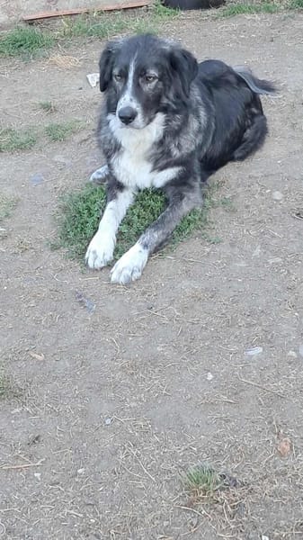 Anima, freundliches Hundefräulein