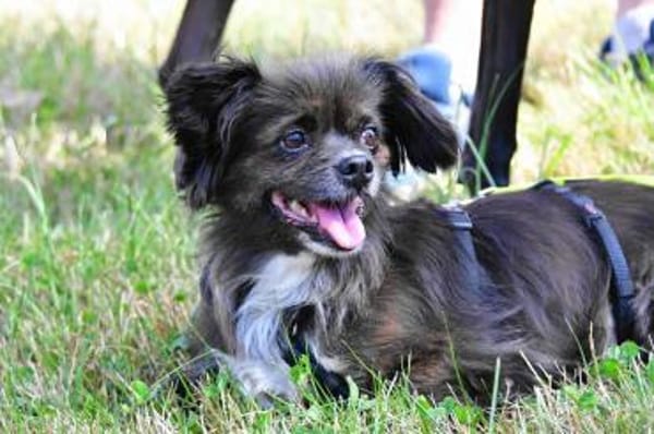 Arme kleine Ally - immer Kettenhund