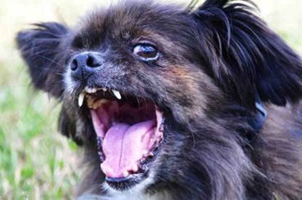 Arme kleine Ally - immer Kettenhund