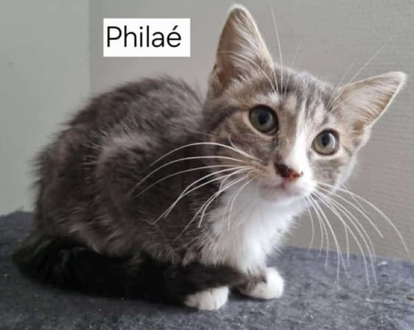 PHILAE
