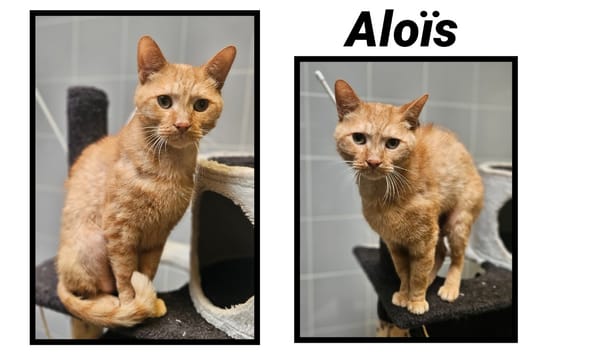 ALOIS